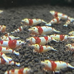 レッドビーシュリンプの画像