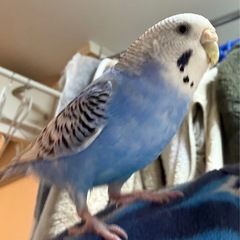 8/19〜　迷子のセキセイインコ