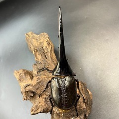 【新成虫ペア】DHヘラクレス ♂164.1mm親172mm♀付き  ※直接受け渡しに変更可の画像