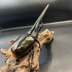 【新成虫ペア】DHヘラクレス ♂164.1mm親172mm♀付き  ※直接受け渡しに変更可の画像