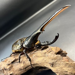 【新成虫ペア】DHヘラクレス ♂164.1mm親172mm♀付き  ※直接受け渡しに変更可の画像