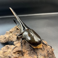 【新成虫ペア】DHヘラクレス ♂164.1mm親172mm♀付き  ※直接受け渡しに変更可の画像