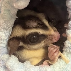 フクロモモンガ(オス)の貰い手募集