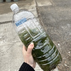 【約5本マツモ】水草　マツモ　まとめ売りの画像