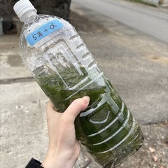 【約5本マツモ】水草　マツモ　まとめ売りの画像