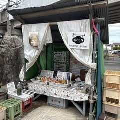 【約5本マツモ】水草　マツモ　まとめ売りの画像