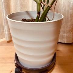 モンステラ 観葉植物の画像