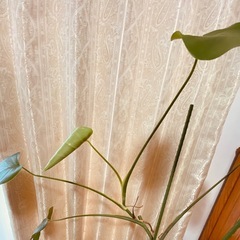 モンステラ 観葉植物の画像