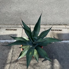 アガベ　アメリカーナの画像