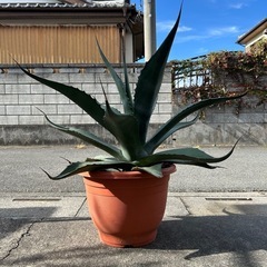 アガベ　アメリカーナの画像