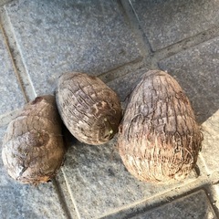 里芋　（600g）の画像