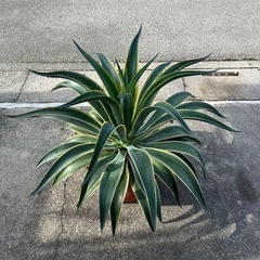 アガベ　ベネズエラの画像