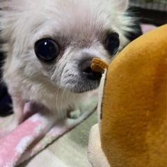 保護犬預かり保育ボランティア活動にご支援を！！