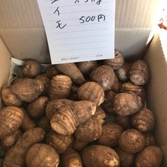 里芋　サトイモ　（1.5kg）の画像