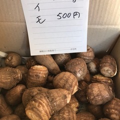 里芋　サトイモ　（1.5kg）の画像