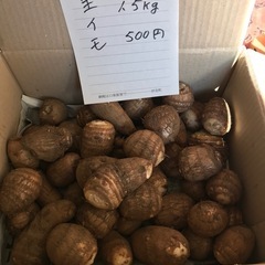里芋　サトイモ　（1.5kg）の画像