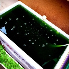 お取引中＊メダカ用.超🩲濃い濃度グリーン🩲ウォーター【1,500ml 】の画像