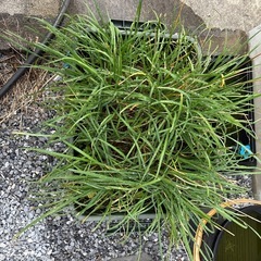無限ニラの鉢植の画像