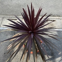 コルジリネ　レッドスター（幹立ち）の画像