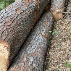 【好評・お譲りします】切り倒した松（薪やDIYなどに）の画像