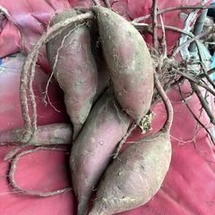 里芋とサツマイモのセット（1kgづつ）の画像