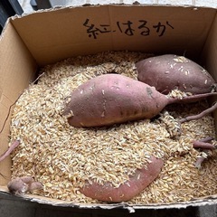 里芋とサツマイモのセット（1kgづつ）の画像