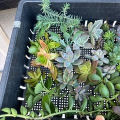 多肉植物　カット苗　aの画像