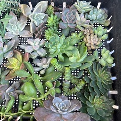 多肉植物　カット苗　aの画像