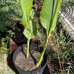 カンナトロピカルイエロー 3株の画像