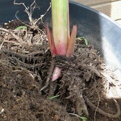 カンナトロピカルイエロー 3株の画像