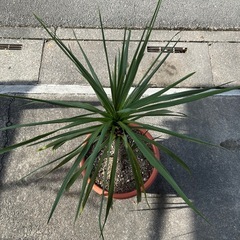 コルジリネ　オーストラリスの画像