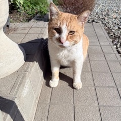 茶トラ　オス　推定2歳〜3歳