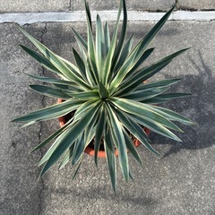 ユッカ　グロリオサの画像