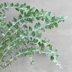 観葉植物 アカシア ポダリリーフォリアの画像