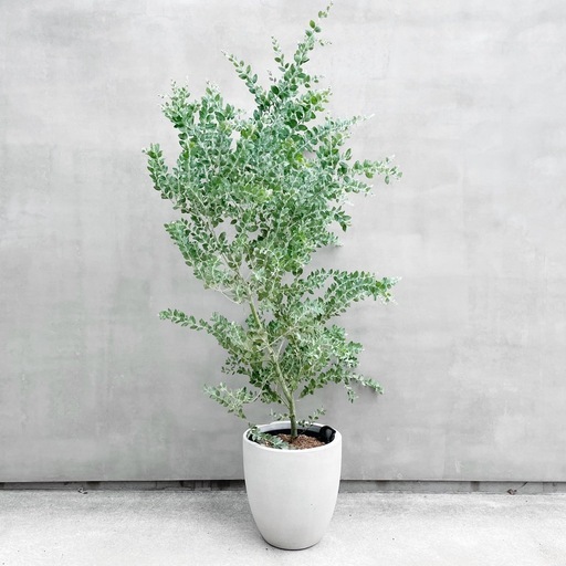 観葉植物 アカシア ポダリリーフォリア