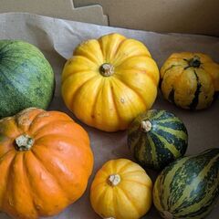 鑑賞かぼちゃ/7個の画像