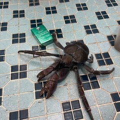 ヤシガニの画像