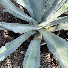 アガベ　エクスパンサ　レモンライムの画像