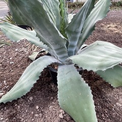 アガベ　フェロックス　幅広の画像