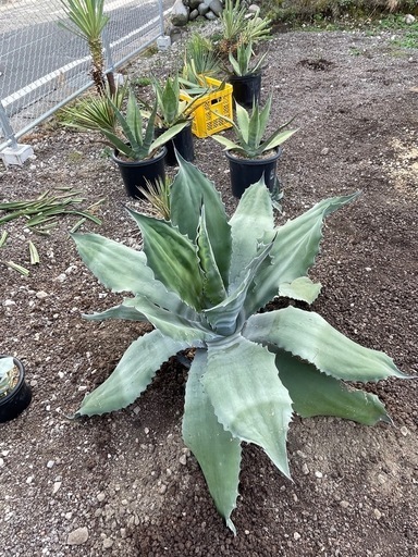 アガベ　フェロックス　幅広