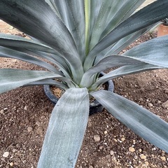 アガベ　ウェベリー　特大の画像
