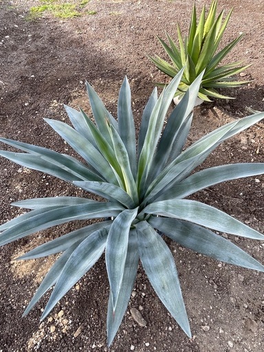 アガベ　ウェベリー　特大