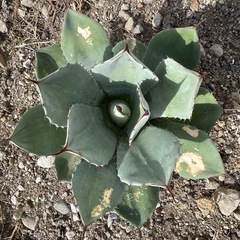 アガベ　トランカータの画像