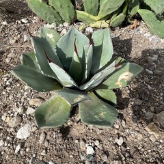アガベ　トランカータの画像