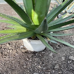 アガベ　ケルチョベイの画像