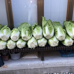 本日収穫、白菜1個400円の画像