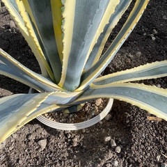 アガベ　アメリカーナ黄覆輪の画像