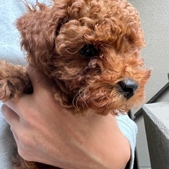 トイプードルの子犬生後2ヶ月。助けて下さい！