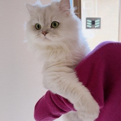 ✳︎ペルシャ(男の子) ご家族さま募集中✳︎
