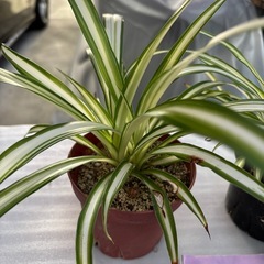 🪴観葉植物オリズルランの画像